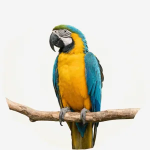 Madarak